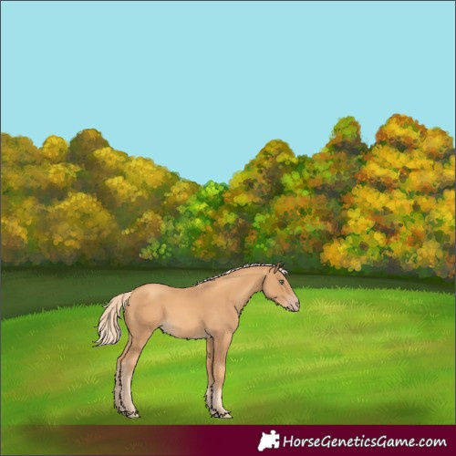 Horse Color:Gold Cream Champagne 