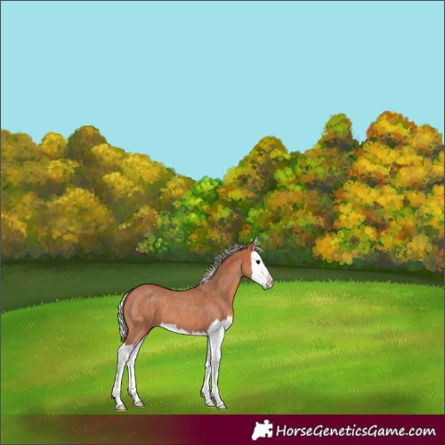 Horse Color:Silver Bay Roan Splash 