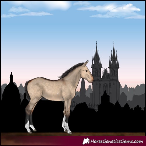 Horse Color:Bay Dun Tobiano 