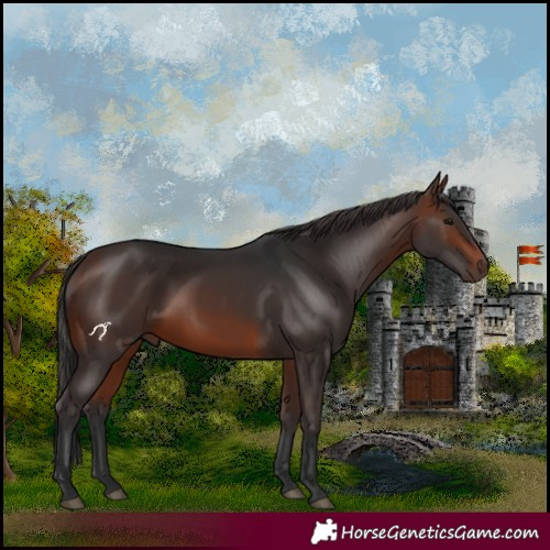 Horse Color:Brown 
