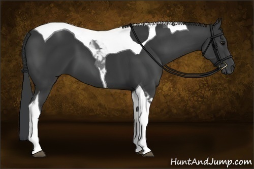 Horse Color:Black Tobiano 