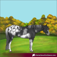Horse Color:White Spotted Black Splash Tobiano Frame Appaloosa 