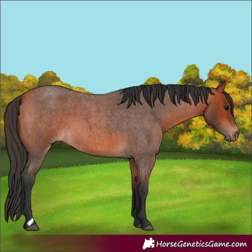 Horse Color:Bay Roan 
