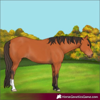 Horse Color:Bay 