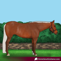 Horse Color:Silver Bay Rabicano