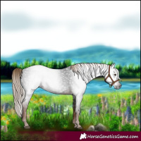 Horse Color:Gray Liver Chestnut Rabicano 