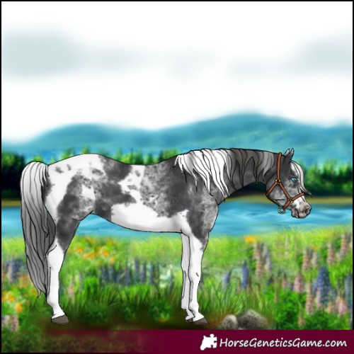 Horse Color:White Spotted Black Splash Tobiano Frame Varnish