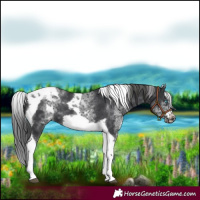 Horse Color:White Spotted Black Splash Tobiano Frame Varnish 