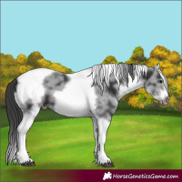 Horse Color:White Spotted Black Splash Tobiano Frame Appaloosa 