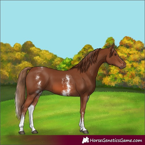 Horse Color:White Spotted Chestnut Sabino 