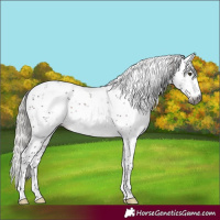 Horse Color:Gray Silver Brown Sabino Rabicano 