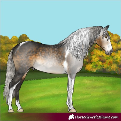 Horse Color:Gray Silver Buckskin Sabino Tobiano Rabicano