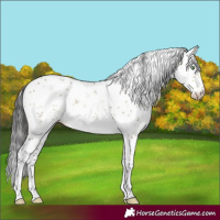 Horse Color:Buckskin Dun Sabino Rabicano
