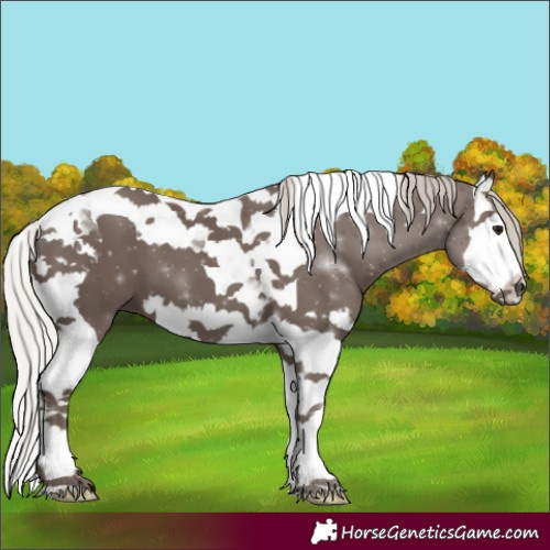 Horse Color:Silver Black Splash Tobiano 