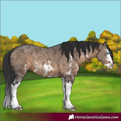 Horse Color:Brown Dun Sabino Splash