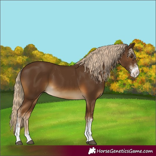 Horse Color:Chocolate Palomino Sabino 