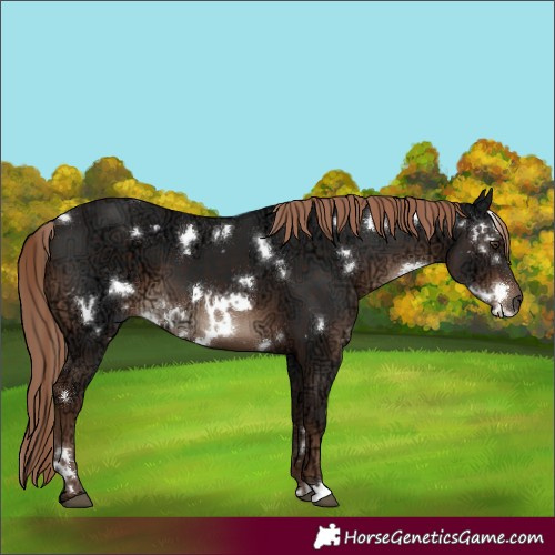 Horse Color:White Spotted Liver Chestnut Ice