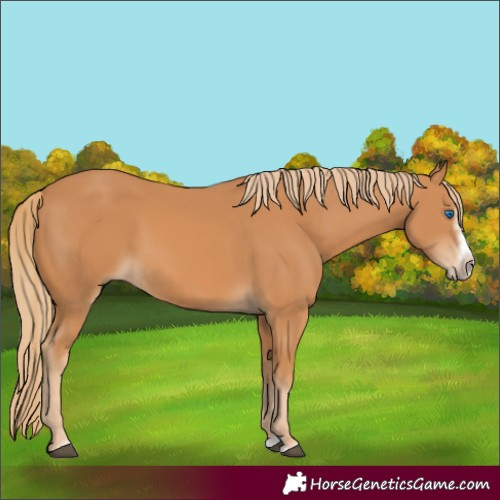 Horse Color:Chestnut Splash Frame 