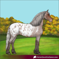 Horse Color:Silver Brown Roan Near Leopard Rabicano 