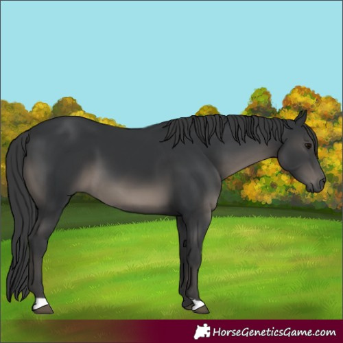 Horse Color:Black 
