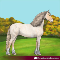 Horse Color:White Spotted Gold Champagne Roan 