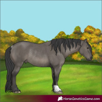 Horse Color:Grullo Rabicano