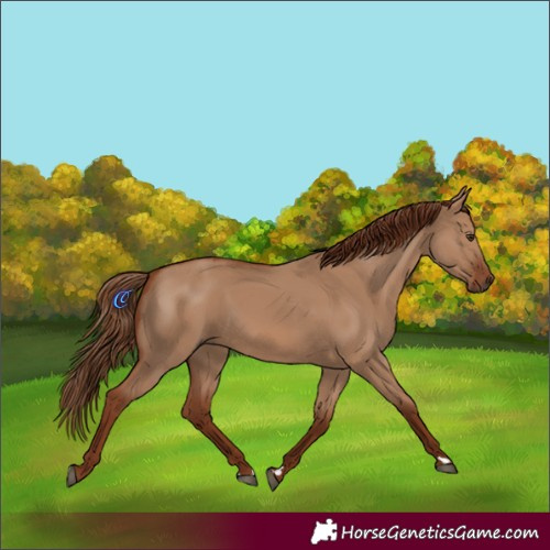 Horse Color:Red Dun 