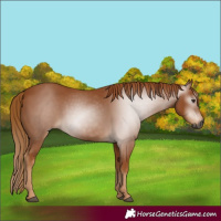 Horse Color:Gray Chestnut 