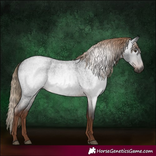 Horse Color:Gray Liver Red Roan