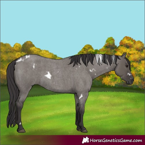 Horse Color:White Spotted Smoky Grullo Roan 
