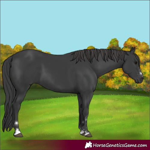 Horse Color:Black 