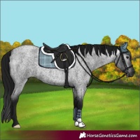 Horse Color:Gray Blue Roan 