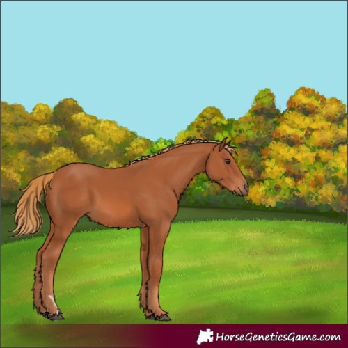 Horse Color:Chestnut 