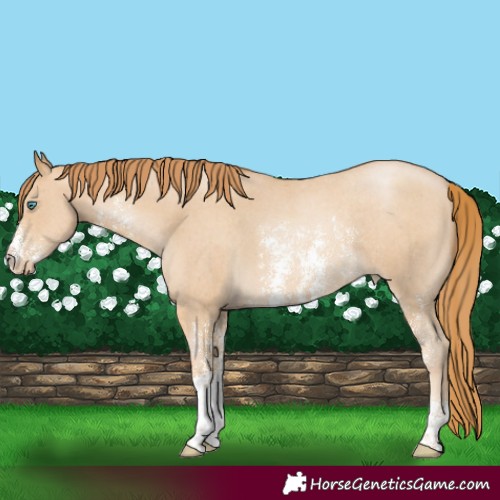 Horse Color:Smoky Black Pearl Sabino Rabicano