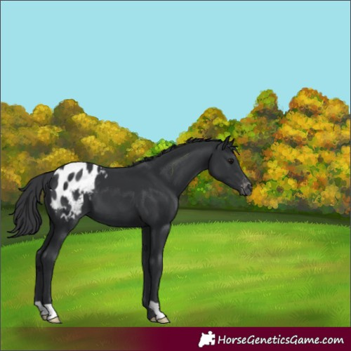 Horse Color:Black Appaloosa 