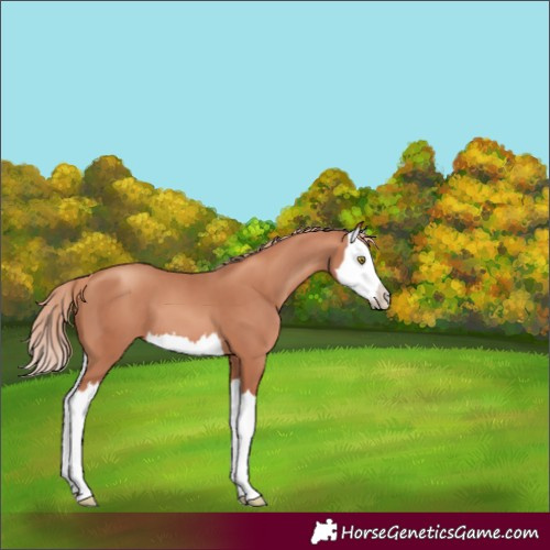 Horse Color:Gold Champagne Splash 