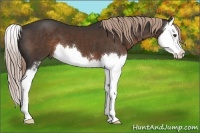 Horse Color:Liver Chestnut Sabino Splash