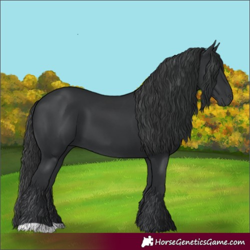 Horse Color:Black 
