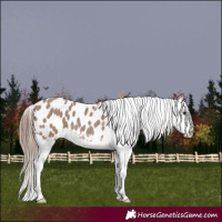 Horse Color:Classic Champagne Appaloosa 