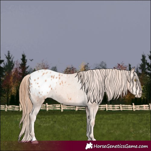 Horse Color:Gold Champagne Appaloosa