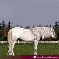 Horse Color:Gold Champagne Appaloosa 