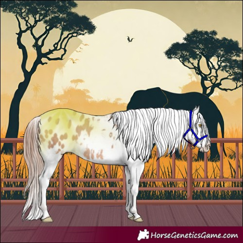 Horse Color:Amber Champagne Appaloosa 