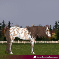 Horse Color:Amber Champagne Appaloosa 