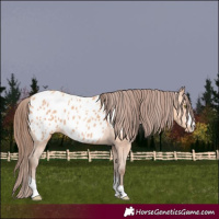 Horse Color:Amber Champagne Appaloosa 