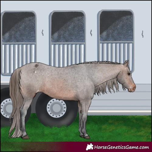 Horse Color:Brown Appaloosa 