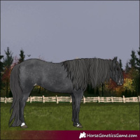 Horse Color:Black Appaloosa 