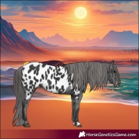Horse Color:Black Appaloosa