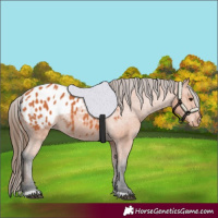 Horse Color:Bay Appaloosa