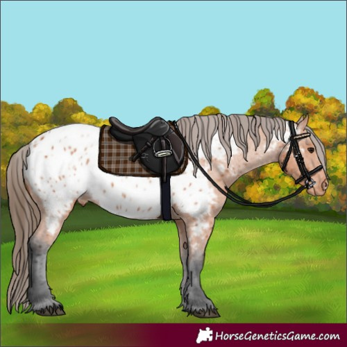 Horse Color:Bay Appaloosa 