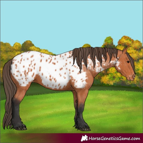 Horse Color:Bay Appaloosa